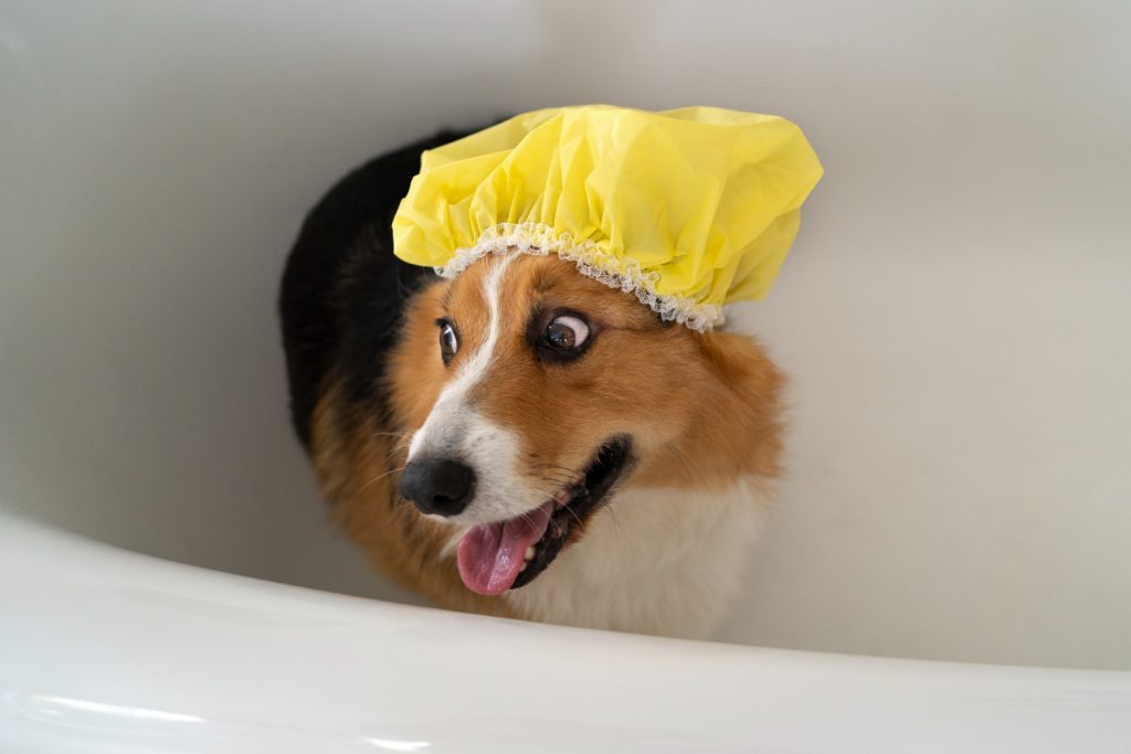Cachorro com touca de banho